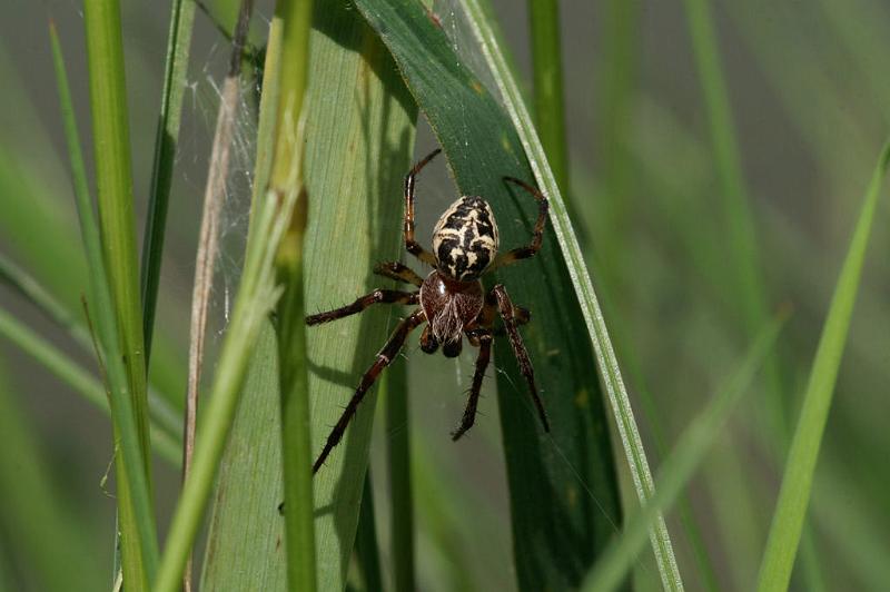 Larinioides_sclopetarius_D5107_Z_89_Canal du Nivernais_Frankrijk.jpg